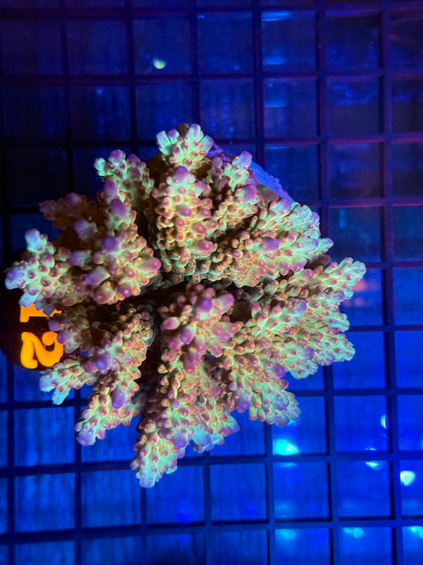 Episode 532 Live Sale Orange Tag #712 INDO ACRO COLONY