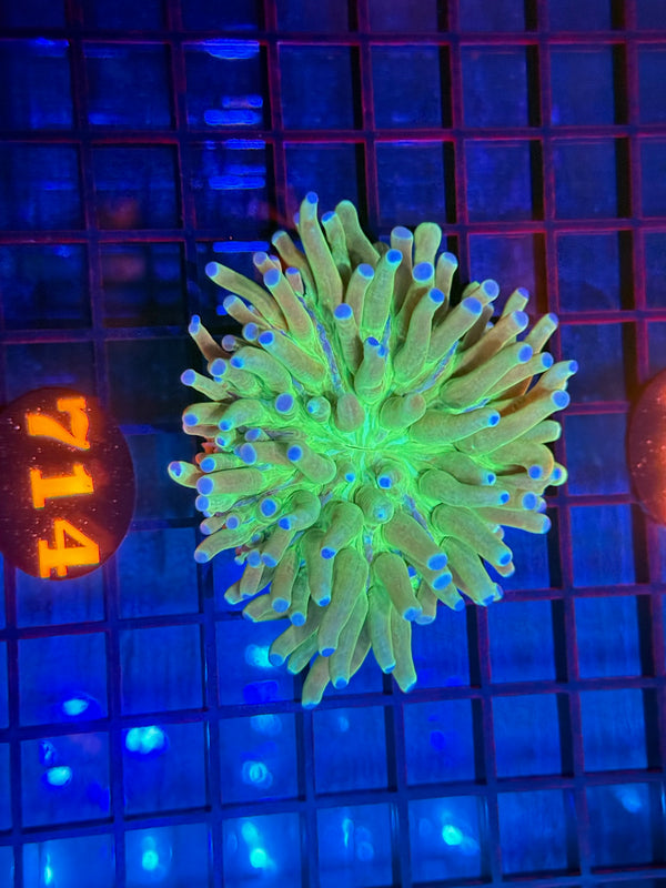 Episode 532 Live Sale Orange Tag #714 ULTRA HELIOFUNGIA PLATE ANENOME