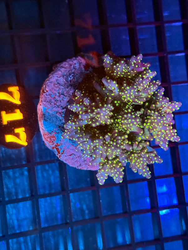 Episode 532 Live Sale Orange Tag #717 TRI COLOR VILLEDA ACRO COLONY