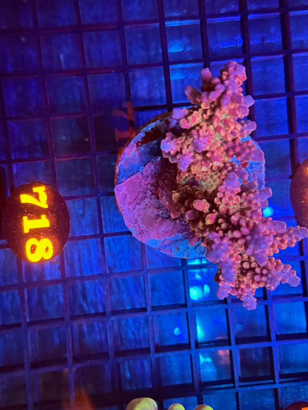 Episode 532 Live Sale Orange Tag #718 INDO ACRO COLONY