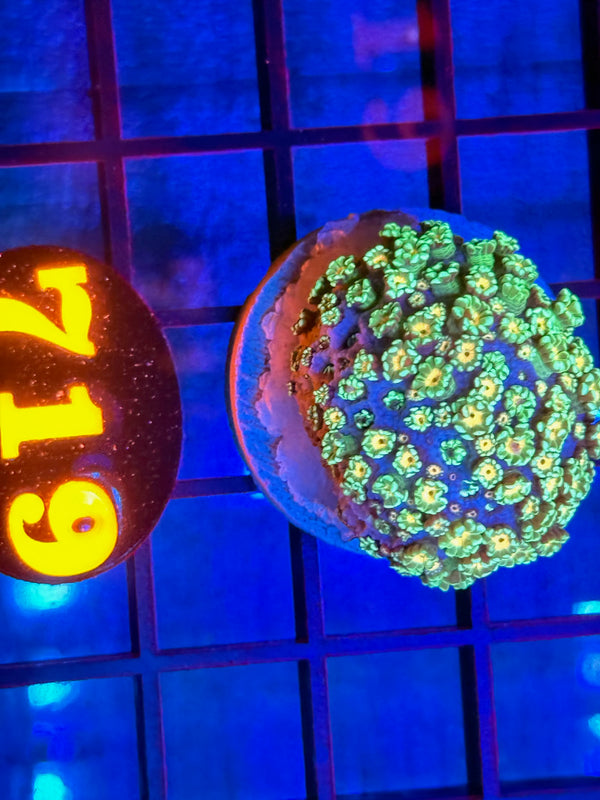 Episode 532 Live Sale Orange Tag #719 MULTI COLOR FLOWERPOT