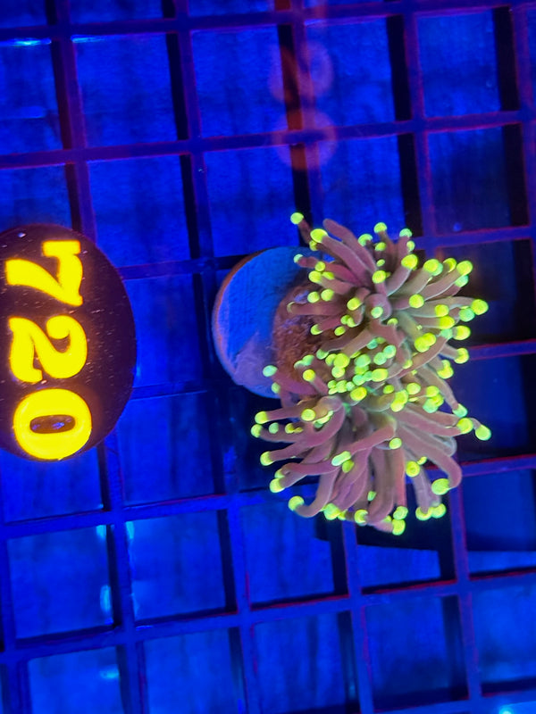 Episode 532 Live Sale Orange Tag #720 INDO JOKERS TORCH