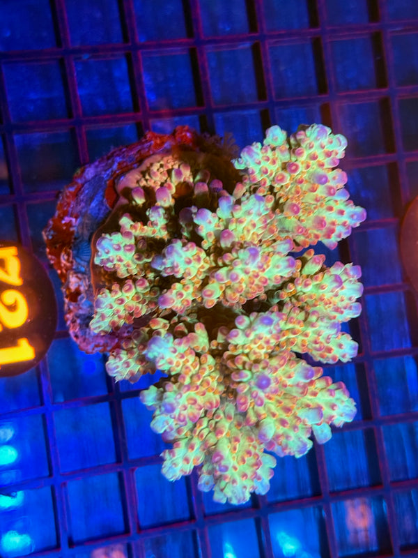 Episode 532 Live Sale Orange Tag #721 ACRO COLONY