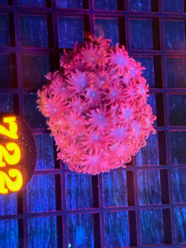 Episode 532 Live Sale Orange Tag #722 MULTI COLOR ALVEPORA COLONY