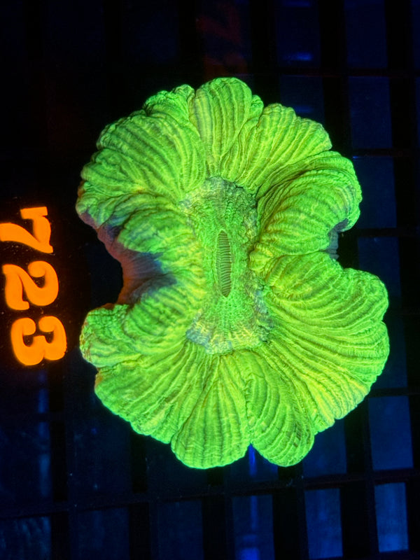 Episode 532 Live Sale Orange Tag #723 ULTRA WELLSO COLONY