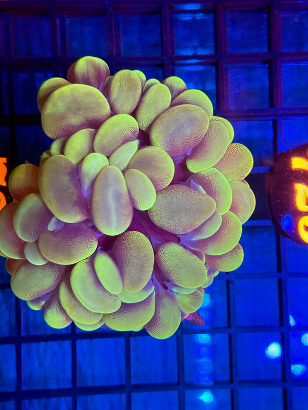 Episode 532 Live Sale Orange Tag #724 ULTRA GREEN BUBBLE CORAL