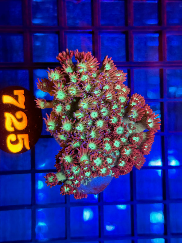 Episode 532 Live Sale Orange Tag #725 MULTI COLOR FLOWERPOT