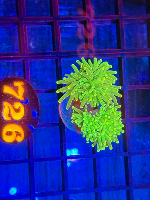 Episode 532 Live Sale Orange Tag #726 RASTA TORCH