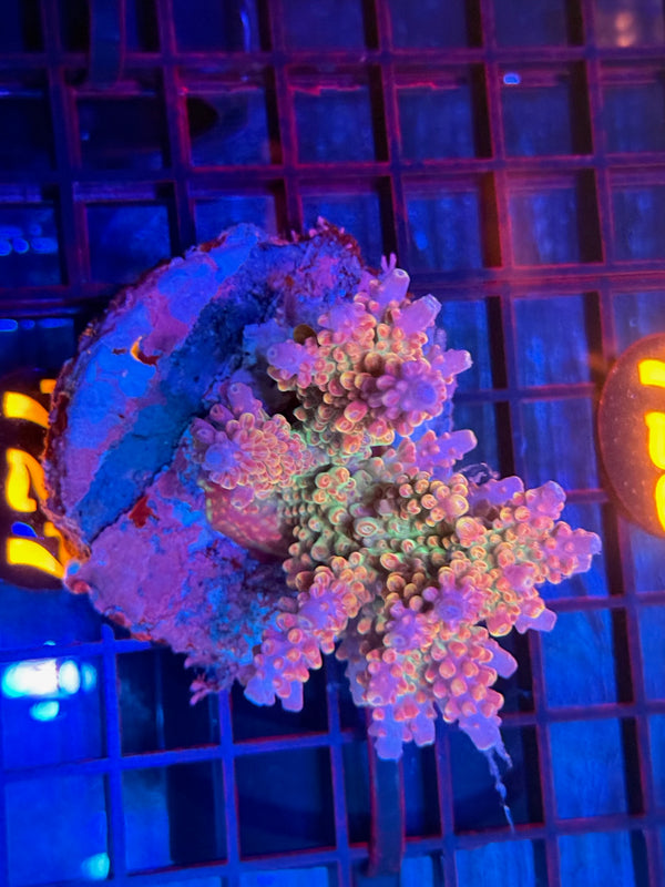 Episode 532 Live Sale Orange Tag #727 ACRO COLONY