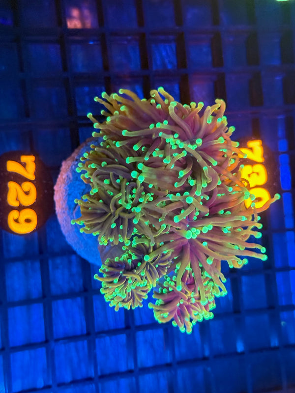 Episode 532 Live Sale Orange Tag #729 ULTRA DRAGON SOUL TORCH COLONY