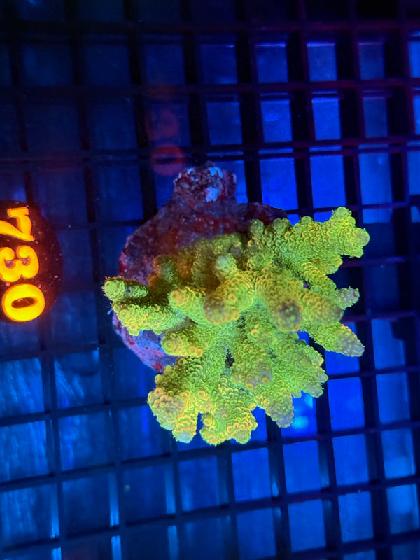 Episode 532 Live Sale Orange Tag #730 MILLIPORA COLONY