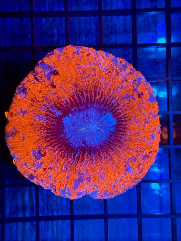 Episode 532 Live Sale Orange Tag #731 SUPERMAN/DEADPOOL CROSSOVER WELLSO