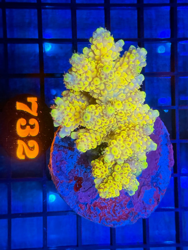 Episode 532 Live Sale Orange Tag #732 ACRO COLONY