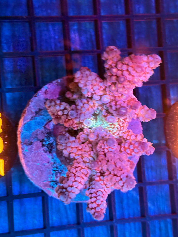 Episode 532 Live Sale Orange Tag #735 ACRO COLONY