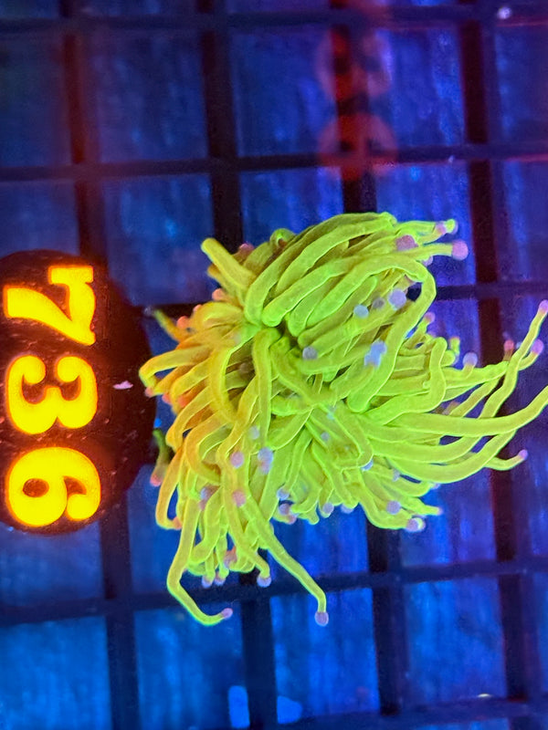 Episode 532 Live Sale Orange Tag #736 ULTRA TODDS TORCH