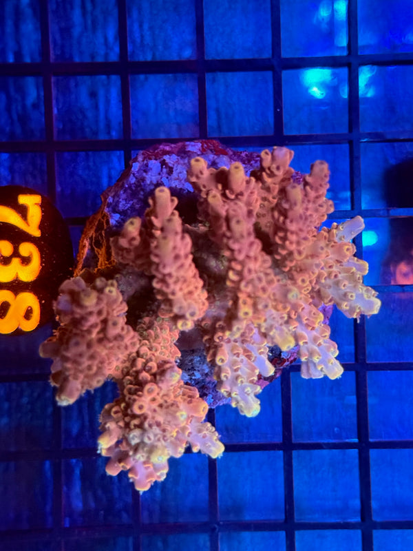 Episode 532 Live Sale Orange Tag #738 INDO ACRO COLONY