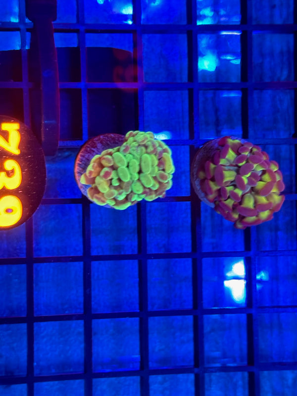 Episode 532 Live Sale Orange Tag #739 2 LOT FRAG PACK