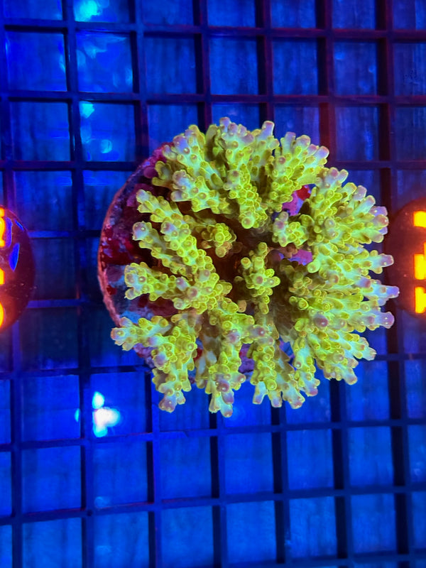 Episode 532 Live Sale Orange Tag #740 INDO ACRO COLONY