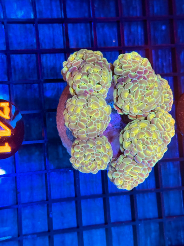 Episode 532 Live Sale Orange Tag #741 BI COLOR BRANCHING HAMMER COLONY