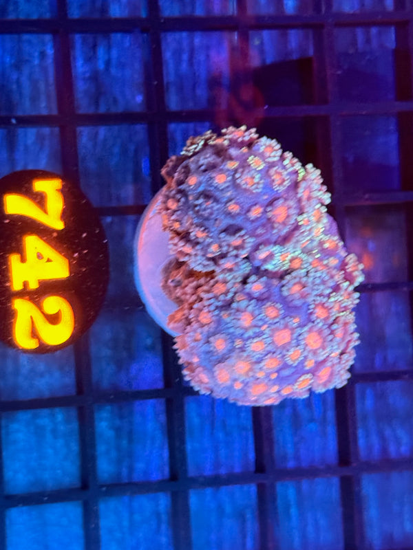 Episode 532 Live Sale Orange Tag #742 MULTI COLOR ALVEPORA COLONY