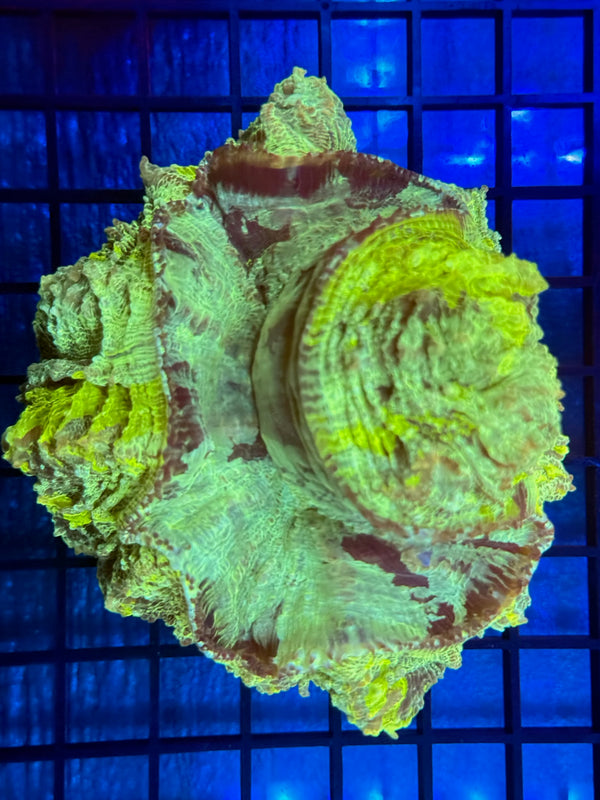 Episode 532 Live Sale Orange Tag #744 ULTRA GREEN ACANTHO