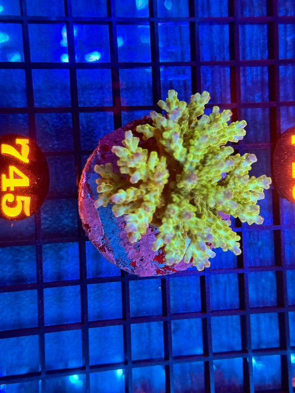 Episode 532 Live Sale Orange Tag #745 ACRO COLONY