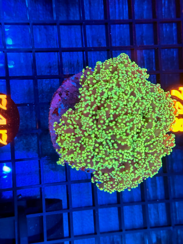 Episode 532 Live Sale Orange Tag #747 ULTRA FROGSPAWN COLONY