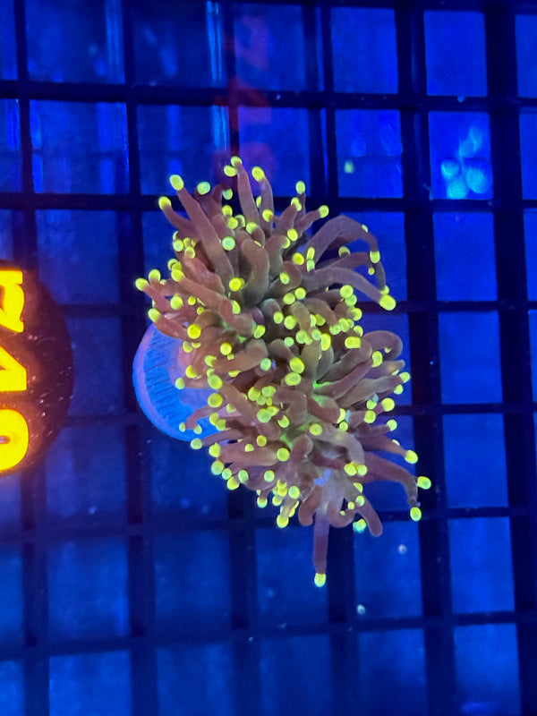 Episode 532 Live Sale Orange Tag #749 RASTA TORCH