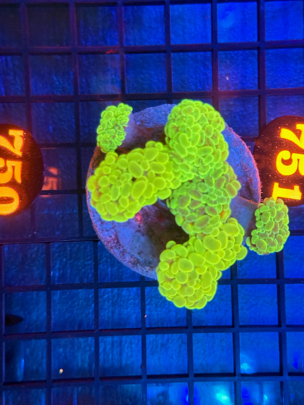 Episode 532 Live Sale Orange Tag #750 BI COLOR BRANCHING HAMMER COLONY