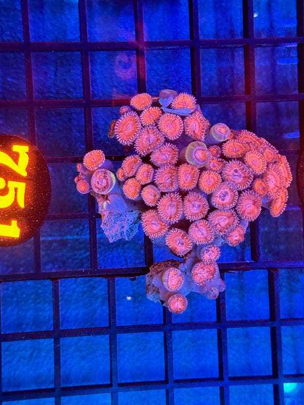 Episode 532 Live Sale Orange Tag #751 DESIGNER ZOA COLONY