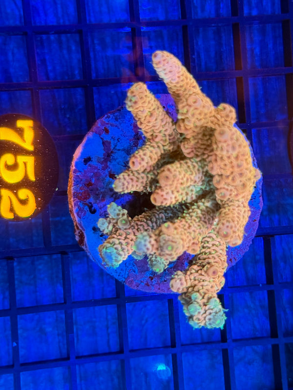 Episode 532 Live Sale Orange Tag #752 MILLIPORA COLONY
