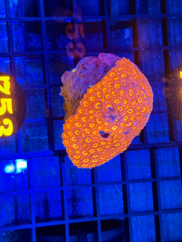 Episode 532 Live Sale Orange Tag #753 RED FLOWERPOT