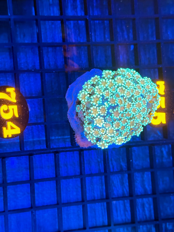 Episode 532 Live Sale Orange Tag #754 MULTI COLOR ALVEPORA COLONY