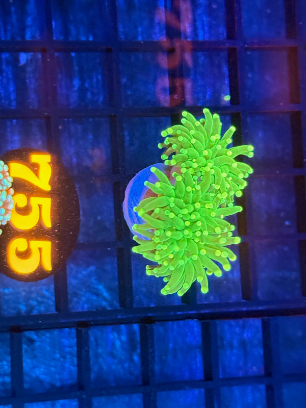 Episode 532 Live Sale Orange Tag #755 RASTA TORCH