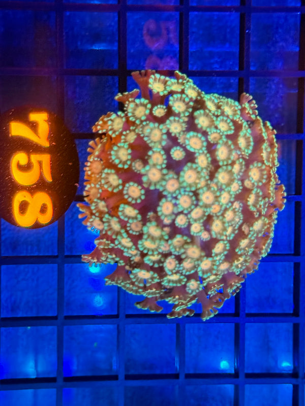 Episode 532 Live Sale Orange Tag #758 MULTI COLOR ALVEPORA COLONY