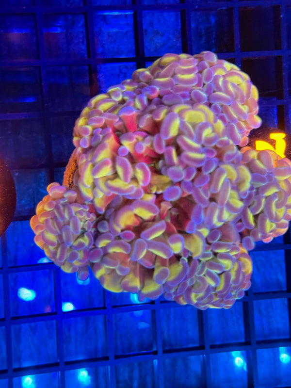 Episode 532 Live Sale Orange Tag #759 BI COLOR BRANCHING HAMMER COLONY