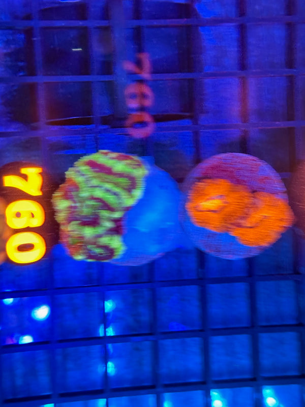 Episode 532 Live Sale Orange Tag #760 2 LOT ACAN PACK