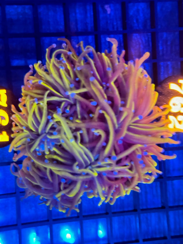 Episode 532 Live Sale Orange Tag #761 24K INDO GOLD TORCH COLONY