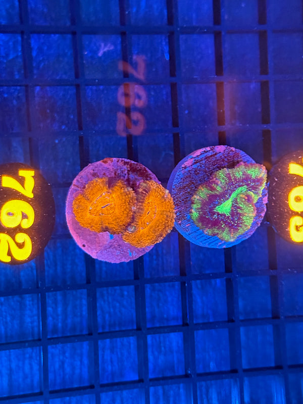 Episode 532 Live Sale Orange Tag #762 2 LOT ACAN PACK