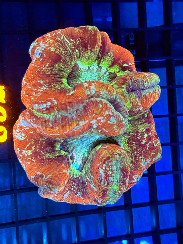 Episode 532 Live Sale Orange Tag #763 ULTRA WELLSO COLONY
