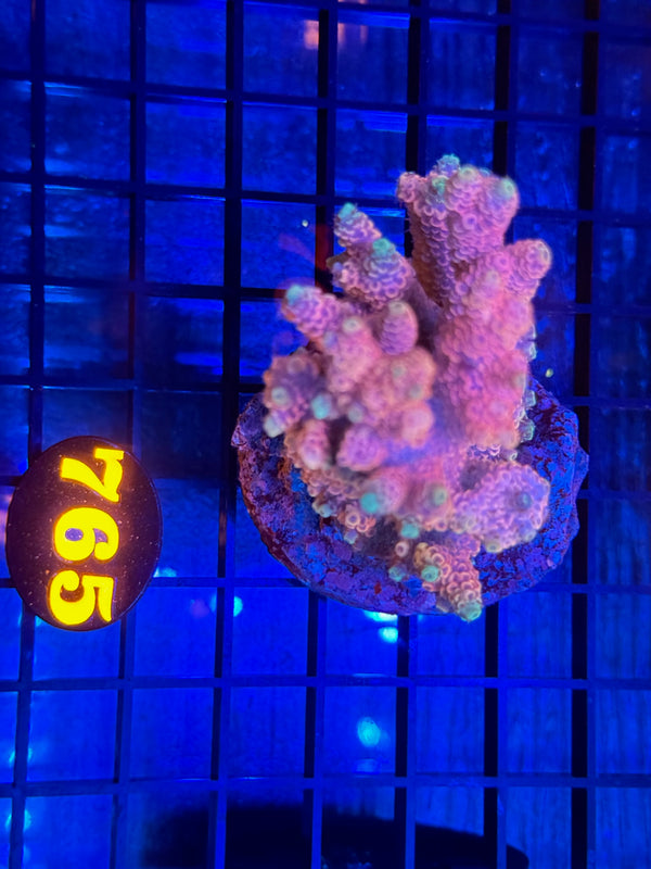 Episode 532 Live Sale Orange Tag #765 MILLIPORA COLONY