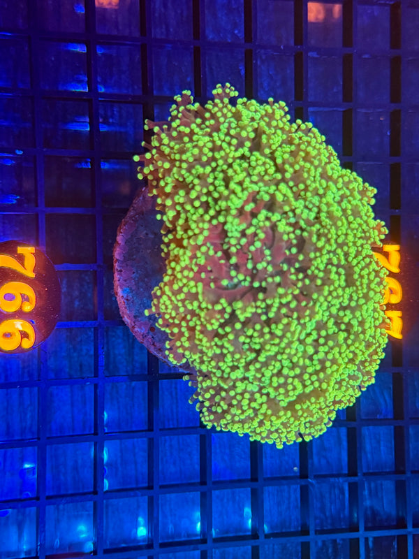 Episode 532 Live Sale Orange Tag #766 ULTRA FROGSPAWN COLONY