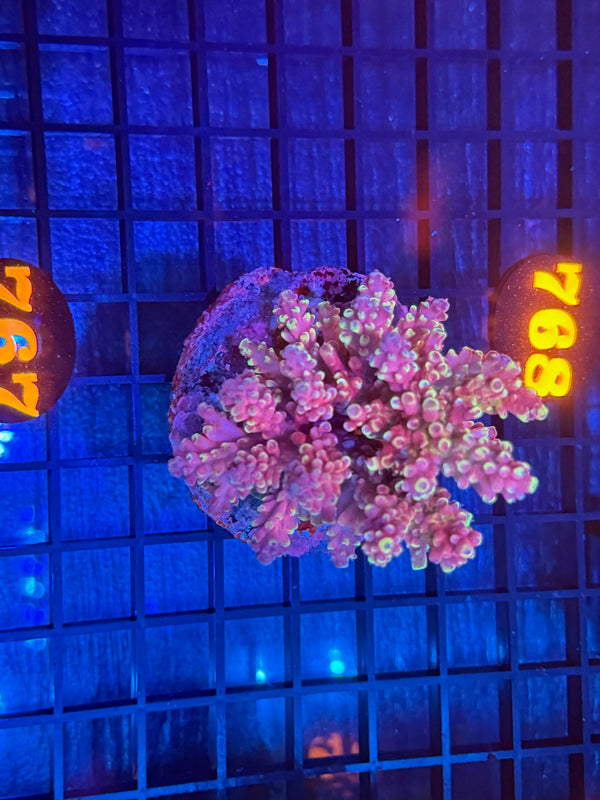 Episode 532 Live Sale Orange Tag #767 INDO ACRO COLONY