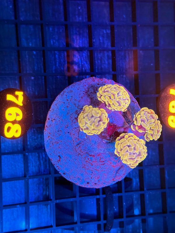 Episode 532 Live Sale Orange Tag #768 BI COLOR BRANCHING HAMMER COLONY