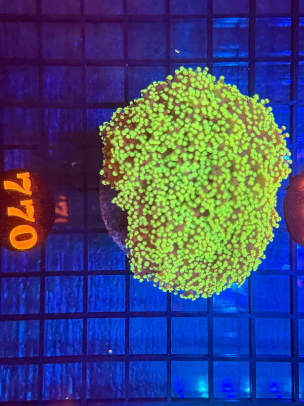 Episode 532 Live Sale Orange Tag #770 ULTRA FROGSPAWN COLONY