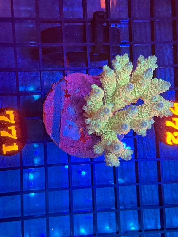 Episode 532 Live Sale Orange Tag #771 ACRO COLONY