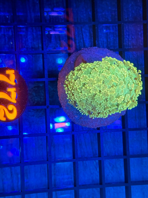 Episode 532 Live Sale Orange Tag #772 FLOWERPOT CORAL