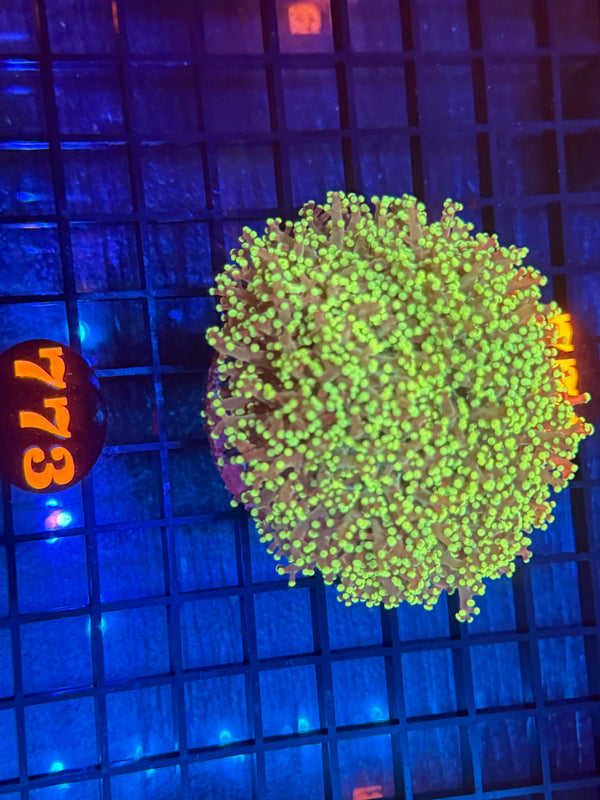 Episode 532 Live Sale Orange Tag #773 ULTRA FROGSPAWN COLONY