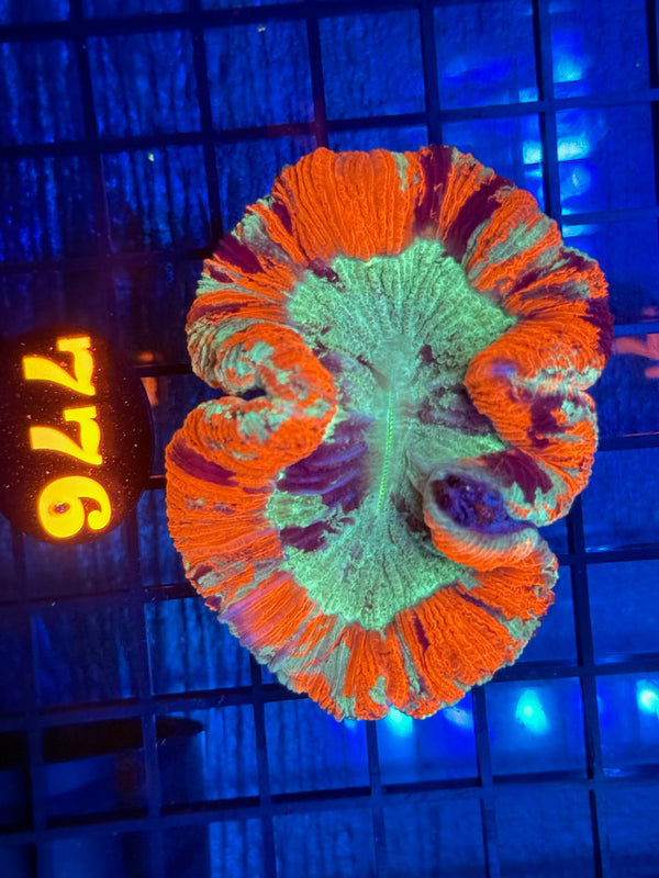 Episode 532 Live Sale Orange Tag #776 ULTRA WELLSO COLONY