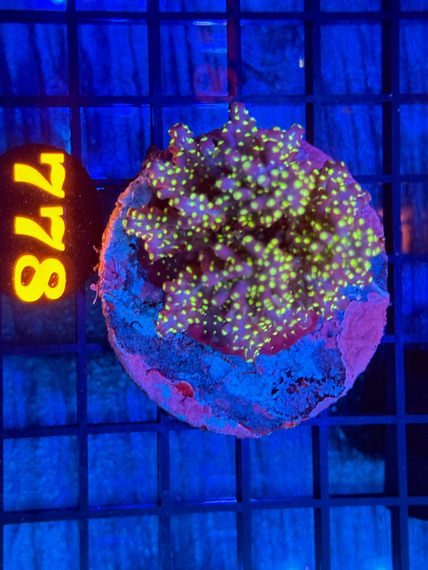 Episode 532 Live Sale Orange Tag #778 TRI COLOR VILLEDA ACRO COLONY